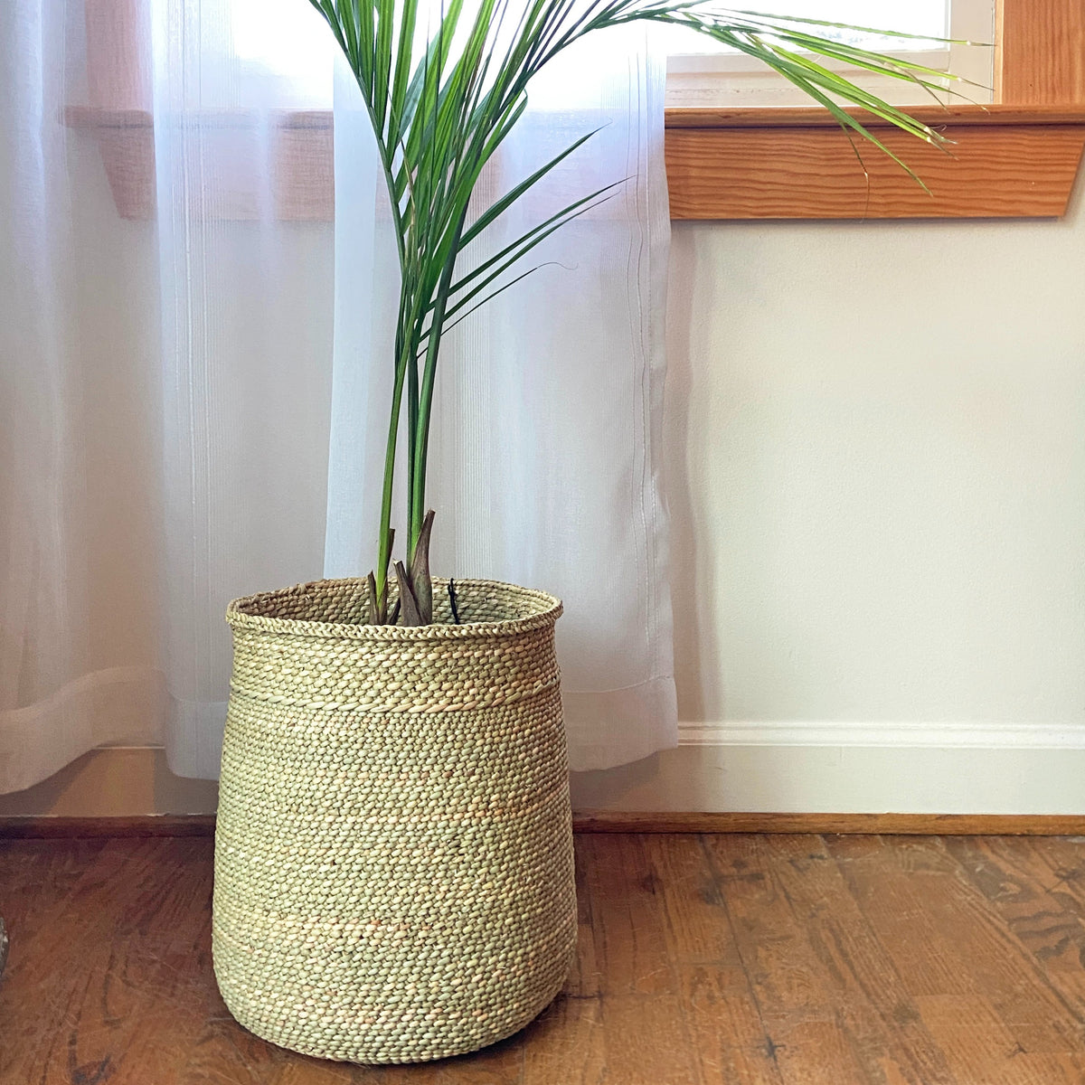 Natural woven basket holding a tall green plant in a bright home setting. Functional home decor from DC Powered by People for the Home and beyond collection.